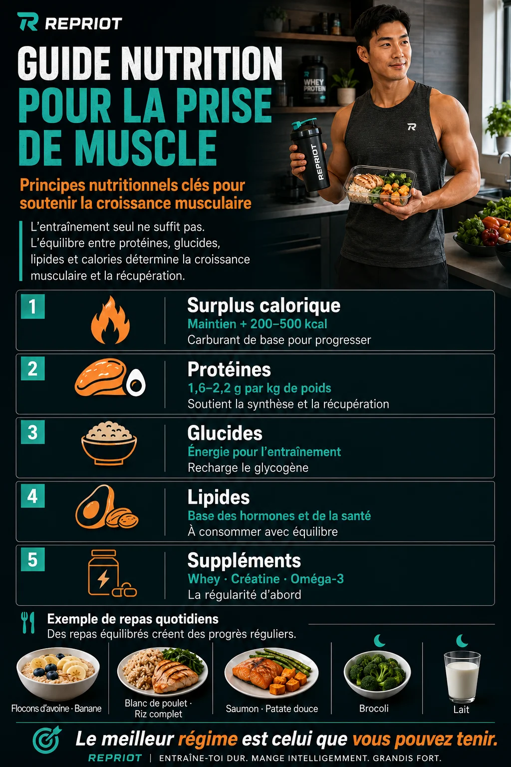 Guide nutrition pour la prise de muscle — infographie sur le surplus calorique, les protéines, les glucides, les lipides, les suppléments et un exemple de repas quotidiens
