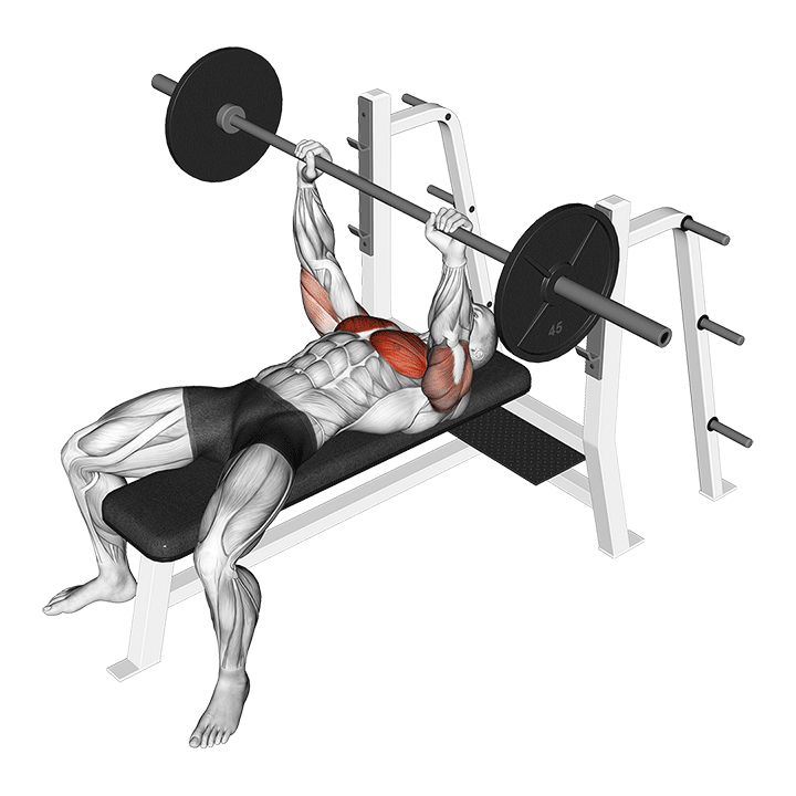 Développé couché à la barre - End Position