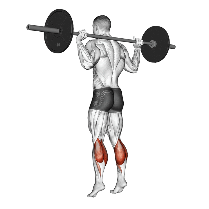Barbell Calf Raise - End Position