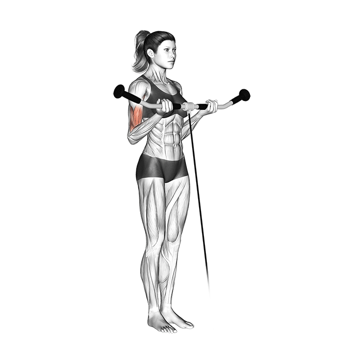 Cable Biceps Curl - End Position