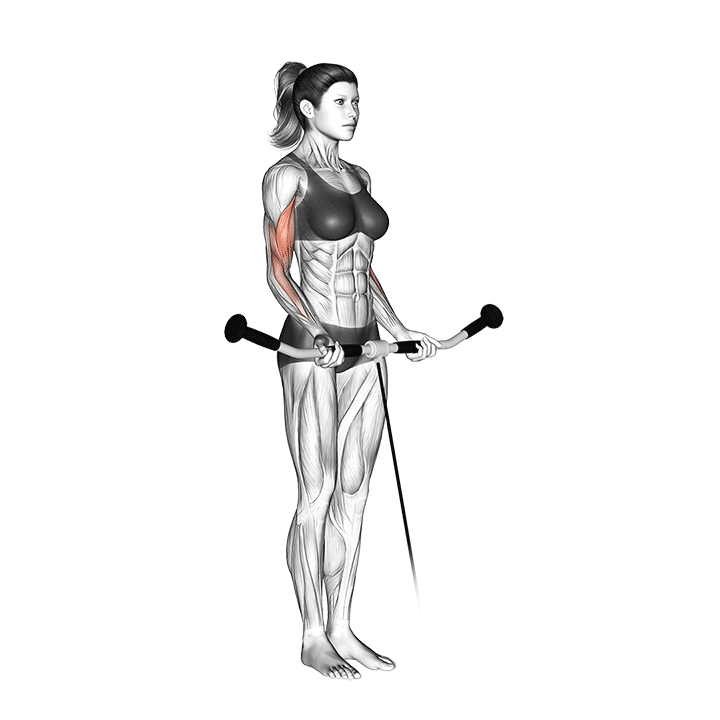 Cable Biceps Curl - Start Position