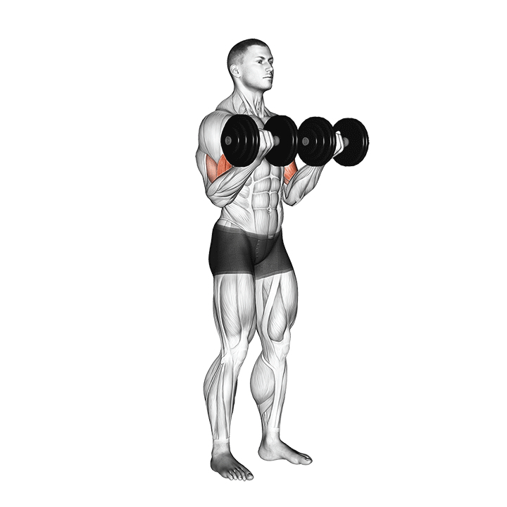 Dumbbell Biceps Curl - End Position