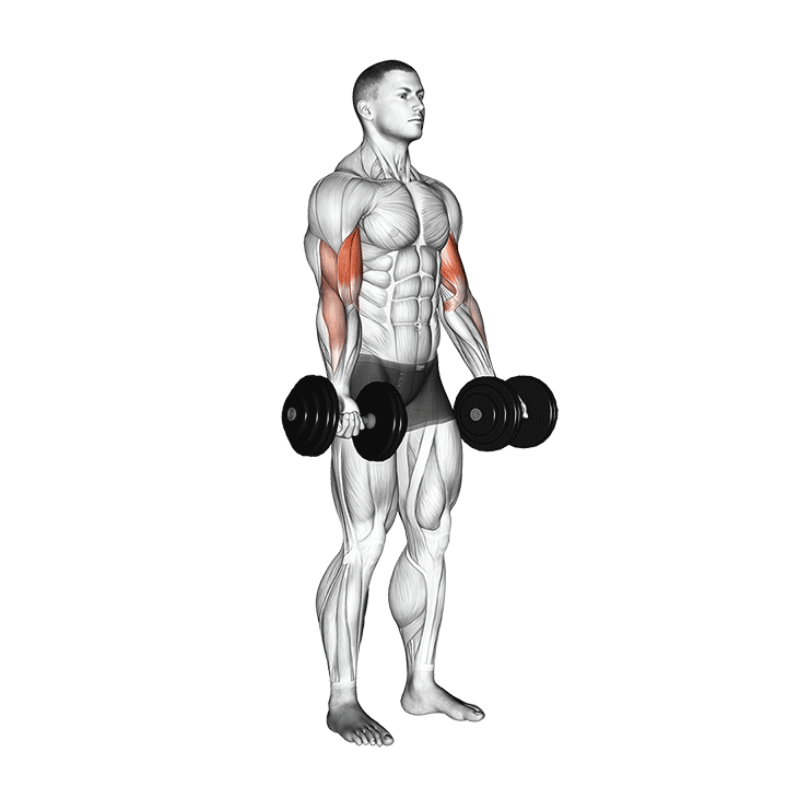 Dumbbell Biceps Curl - Start Position