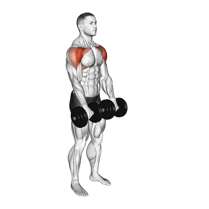 Kurzhantel-Frontheben - Start Position