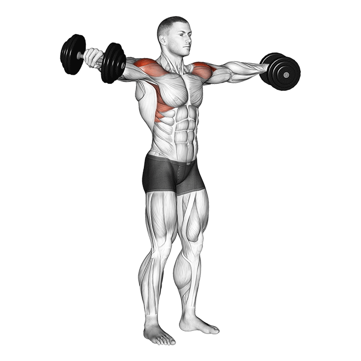 Dumbbell Lateral Raise - End Position