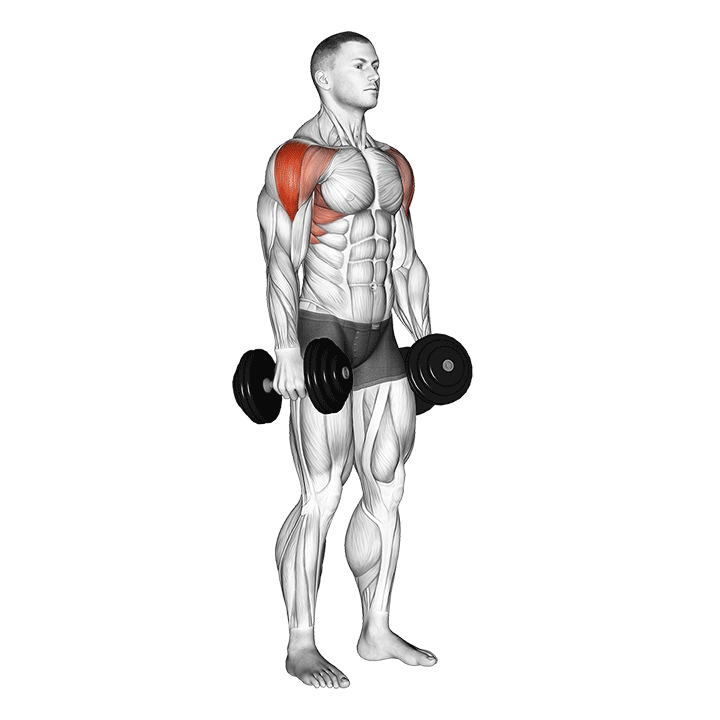 Dumbbell Lateral Raise - Start Position