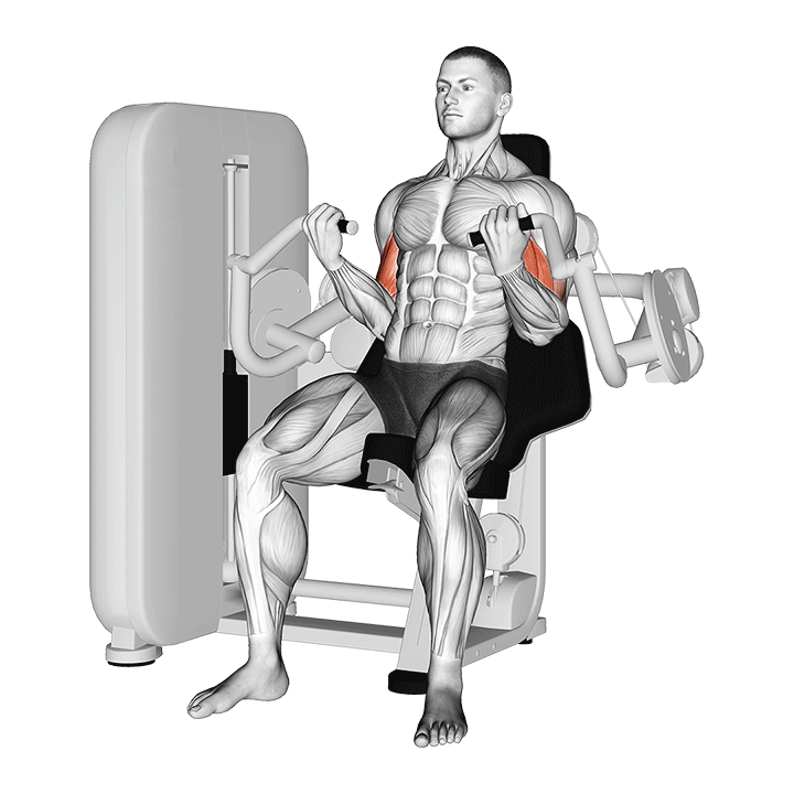 Machine Biceps Curl - End Position