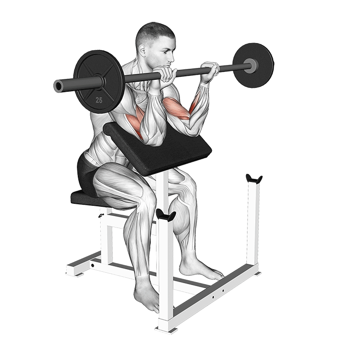 Reverse Grip Barbell Preacher Curl - End Position