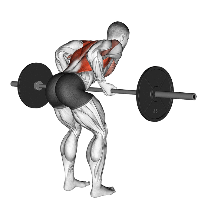 Reverse Grip Bent Over Barbell Row - End Position