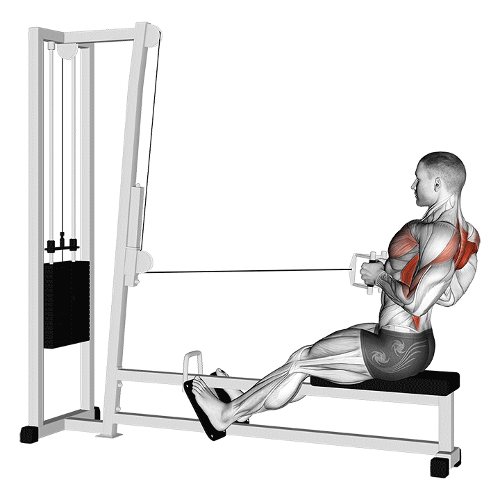 Seated Cable Row - End Position