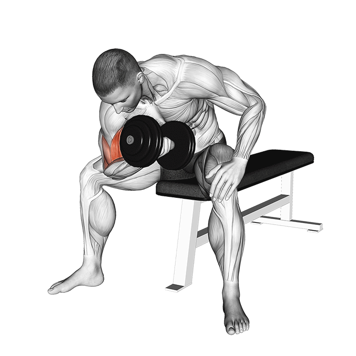 Curl concentration haltère assis - End Position