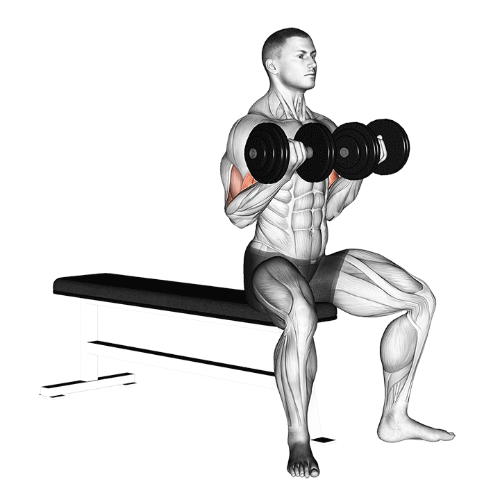 Seated Dumbbell Curl - End Position