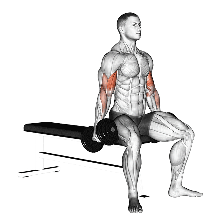 Seated Dumbbell Curl - Start Position