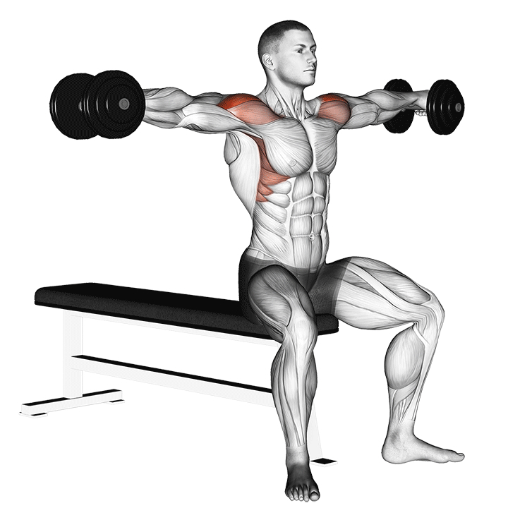 Seated Dumbbell Lateral Raise - End Position