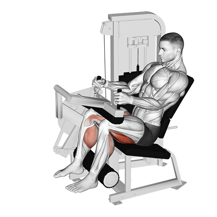 Leg curl assis à la machine - End Position