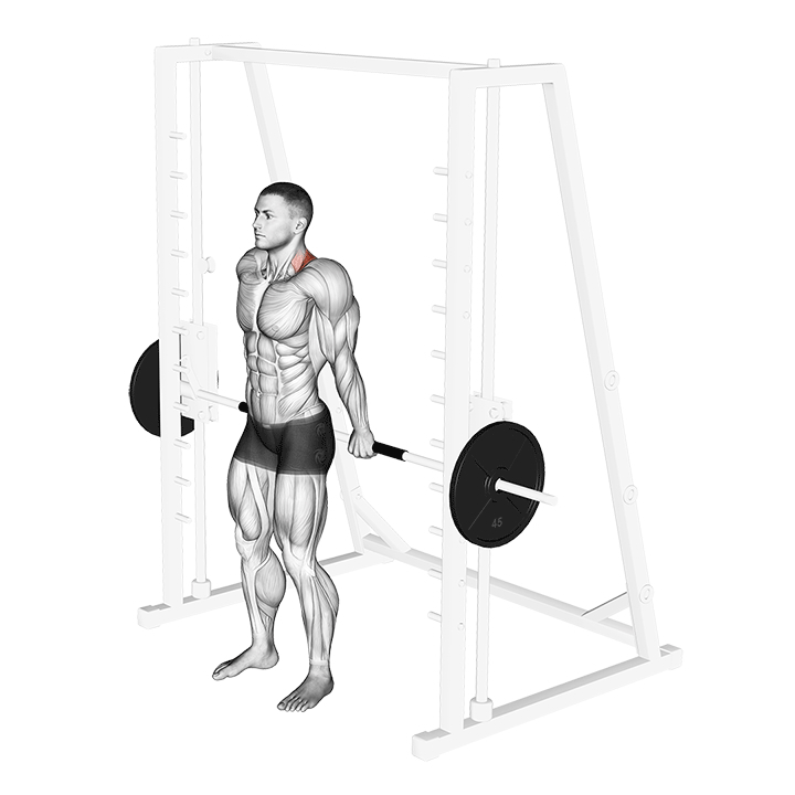 Shrug arrière à la Smith machine - End Position