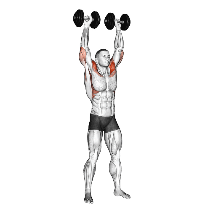 Développé Arnold haltères debout - End Position