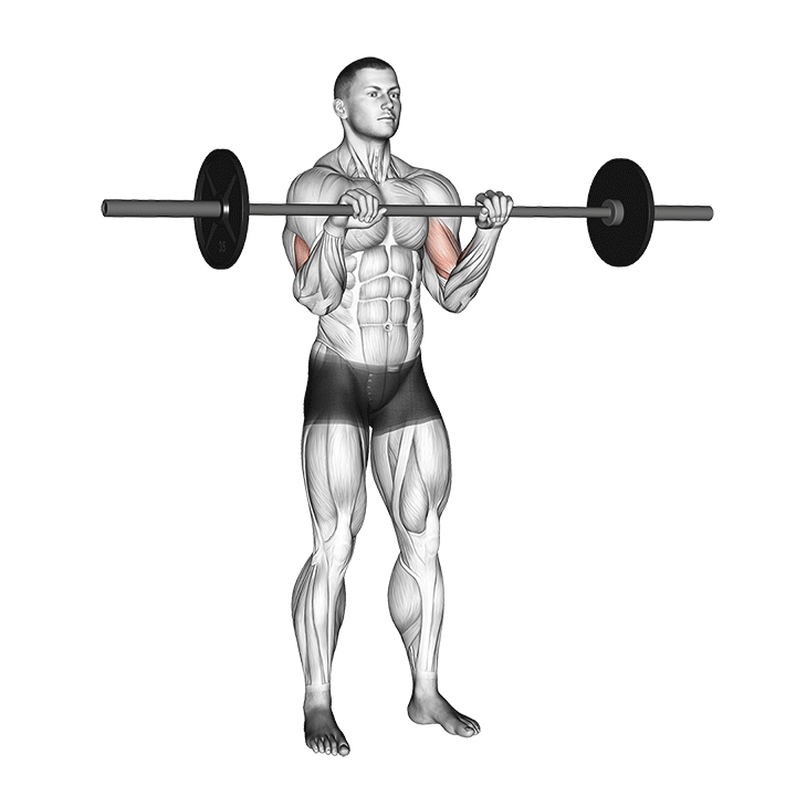Standing Reverse Grip Barbell Curl - End Position